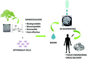 Graphical abstract: Nanocellulosic materials as bioinks for 3D bioprinting