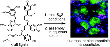 Graphical abstract: Functionalized lignin biomaterials for enhancing optical properties and cellular interactions of dyes