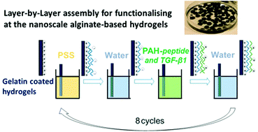 Graphical abstract: Alginate-based hydrogels functionalised at the nanoscale using layer-by-layer assembly for potential cartilage repair