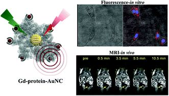 Graphical abstract: Gd3+-Functionalized gold nanoclusters for fluorescence–magnetic resonance bimodal imaging