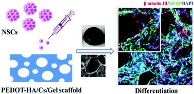 Graphical abstract: Neural stem cell proliferation and differentiation in the conductive PEDOT-HA/Cs/Gel scaffold for neural tissue engineering