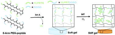 Graphical abstract: Orthogonal enzymatic reactions for rapid crosslinking and dynamic tuning of PEG–peptide hydrogels