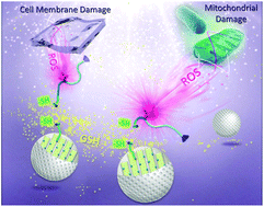 Graphical abstract: A redox-responsive mesoporous silica based nanoplatform for in vitro tumor-specific fluorescence imaging and enhanced photodynamic therapy