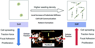 Graphical abstract: Cell density overrides the effect of substrate stiffness on human mesenchymal stem cells’ morphology and proliferation