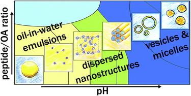 Graphical abstract: pH-Triggered nanostructural transformations in antimicrobial peptide/oleic acid self-assemblies