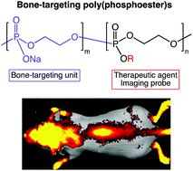 Graphical abstract: Bone-targeting poly(ethylene sodium phosphate)