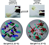 Graphical abstract: A pH- and temperature-responsive bioresorbable injectable hydrogel based on polypeptide block copolymers for the sustained delivery of proteins in vivo