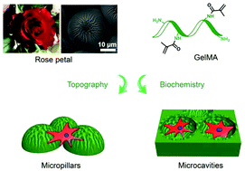 Graphical abstract: Enhanced cell adhesion on a bio-inspired hierarchically structured polyester modified with gelatin-methacrylate