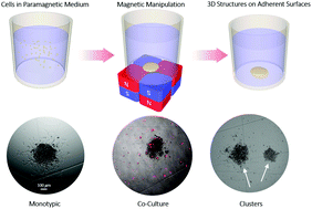 Graphical abstract: 3D cellular structures and co-cultures formed through the contactless magnetic manipulation of cells on adherent surfaces