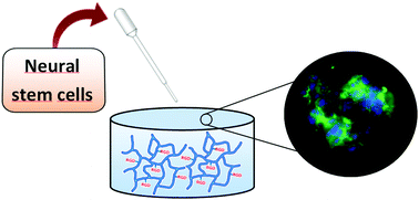 Graphical abstract: Evaluation of RGD functionalization in hybrid hydrogels as 3D neural stem cell culture systems