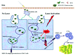 Graphical abstract: Photosensitizer-induced self-assembly of antigens as nanovaccines for cancer immunotherapy