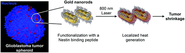 Graphical abstract: Modular peptide-functionalized gold nanorods for effective glioblastoma multicellular tumor spheroid targeting