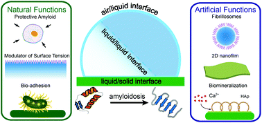 Graphical abstract: Functional amyloid materials at surfaces/interfaces