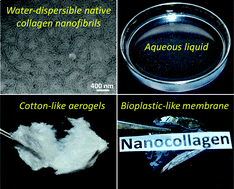 Graphical abstract: Self-aggregation of water-dispersible nanocollagen helices