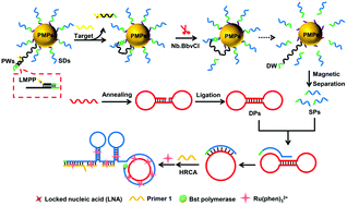 Graphical abstract: An electrochemiluminescence biosensor for Kras mutations based on locked nucleic acid functionalized DNA walkers and hyperbranched rolling circle amplification