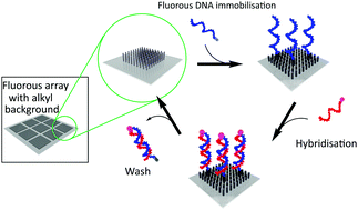 Graphical abstract: Reversible DNA micro-patterning using the fluorous effect