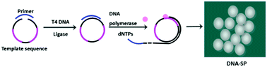 Graphical abstract: DNA-spheres decorated with magnetic nanocomposites based on terminal transfer reactions for versatile target detection and cellular targeted drug delivery