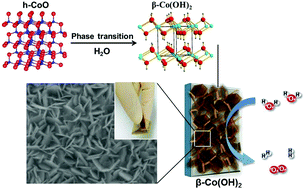 Graphical abstract: Spontaneous phase transition of hexagonal wurtzite CoO: application to electrochemical and photoelectrochemical water splitting