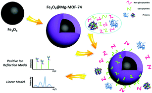 Graphical abstract: Unprecedented highly efficient capture of glycopeptides by Fe3O4@Mg-MOF-74 core–shell nanoparticles