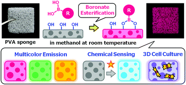 Graphical abstract: Surface modification of a polyvinyl alcohol sponge with functionalized boronic acids to develop porous materials for multicolor emission, chemical sensing and 3D cell culture