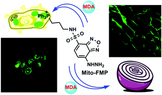 Graphical abstract: A mitochondria-targeted fluorescent probe for imaging endogenous malondialdehyde in HeLa cells and onion tissues