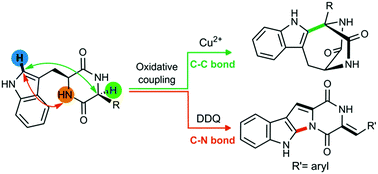 Graphical abstract: Oxidative couplings on tryptophan-based diketopiperazines leading to fused and bridged chemotypes