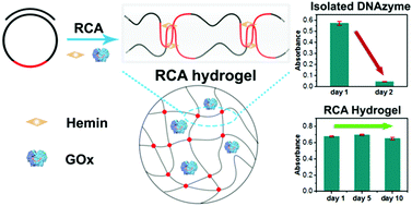 Graphical abstract: A pure DNA hydrogel with stable catalytic ability produced by one-step rolling circle amplification