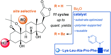 Graphical abstract: Enhanced site-selectivity in acylation reactions with substrate-optimized catalysts on solid supports