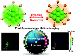 Graphical abstract: Rational design of a luminescent nanoprobe for hypoxia imaging in vivo via ratiometric and photoluminescence lifetime imaging microscopy
