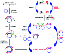 Graphical abstract: Cyclic enzymatic repairing-mediated dual-signal amplification for real-time monitoring of thymine DNA glycosylase