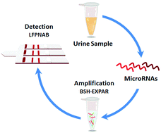 Graphical abstract: Specific and relative detection of urinary microRNA signatures in bladder cancer for point-of-care diagnostics