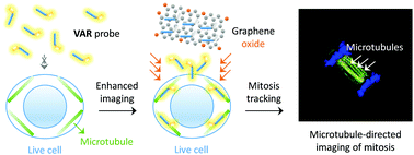 Graphical abstract: Graphene oxide-enhanced cytoskeleton imaging and mitosis tracking