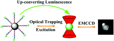 Graphical abstract: Integrating optical tweezers with up-converting luminescence: a non-amplification analytical platform for quantitative detection of microRNA-21 sequences