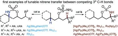 Graphical abstract: Tunable differentiation of tertiary C–H bonds in intramolecular transition metal-catalyzed nitrene transfer reactions