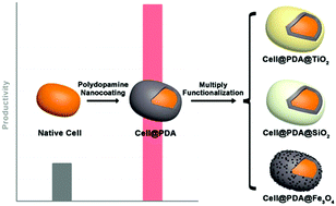 Graphical abstract: Polydopamine nanocoated whole-cell asymmetric biocatalysts