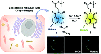 Graphical abstract: An endoplasmic reticulum-selective ratiometric fluorescent probe for imaging a copper pool