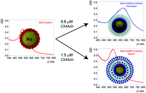 Graphical abstract: Hierarchical host–guest assemblies formed on dodecaborate-coated gold nanoparticles