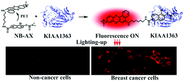 Graphical abstract: Lighting-up breast cancer cells by a near-infrared fluorescent probe based on KIAA1363 enzyme-targeting