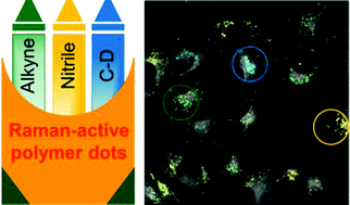 Graphical abstract: Stimulated Raman scattering of polymer nanoparticles for multiplexed live-cell imaging