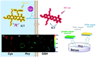 Graphical abstract: A phenazine-barbituric acid based colorimetric and ratiometric near-infrared fluorescent probe for sensitively differentiating biothiols and its application in TiO2 sensor devices
