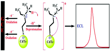 Graphical abstract: Self-electrochemiluminescence of CdTe nanocrystals capped with 2-diethylaminoethanethiol