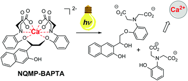 Graphical abstract: Photo-cleavable analog of BAPTA for the fast and efficient release of Ca2+