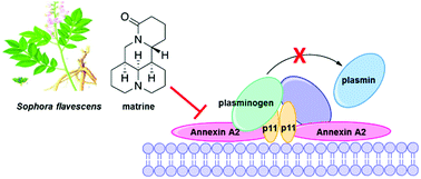 Graphical abstract: Identification of Annexin A2 as a target protein for plant alkaloid matrine