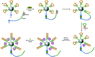Graphical abstract: A catalytic assembled enzyme-free three-dimensional DNA walker and its sensing application