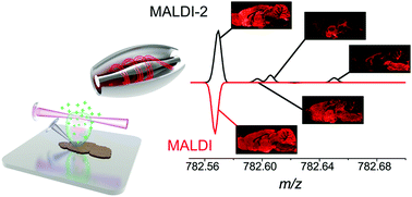 Graphical abstract: Laser post-ionisation combined with a high resolving power orbitrap mass spectrometer for enhanced MALDI-MS imaging of lipids