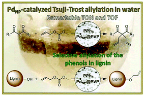Graphical abstract: Highly efficient Tsuji–Trost allylation in water catalyzed by Pd-nanoparticles
