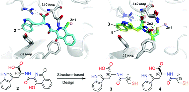 Graphical abstract: Crystallographic analyses of isoquinoline complexes reveal a new mode of metallo-β-lactamase inhibition