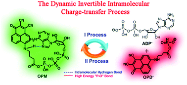 Graphical abstract: A dynamic invertible intramolecular charge-transfer fluorescence probe: real-time monitoring of mitochondrial ATPase activity