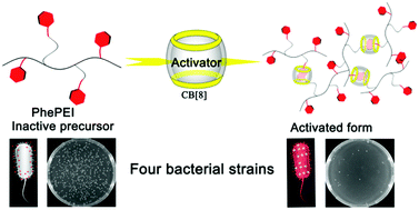 Graphical abstract: An eco-friendly in situ activatable antibiotic via cucurbit[8]uril-mediated supramolecular crosslinking of branched polyethylenimine