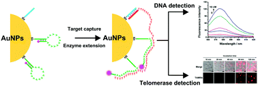 Graphical abstract: A programmed terminal extension strategy to light up multiple beacons for DNA and cellular telomerase detection